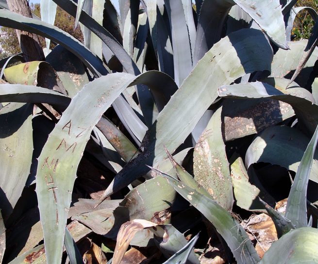 Agave americana (L.), ATTIKA-ATHENS-1