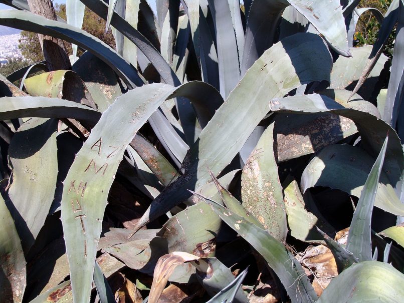 Agave americana (L.), ATTIKA-ATHENS-1