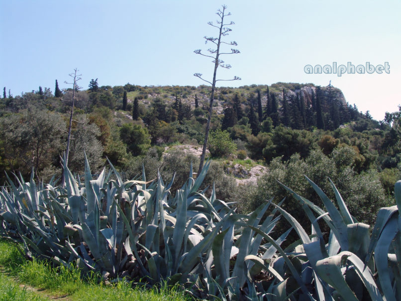 Agave americana (L.), ATTIKA-ATHENS-2