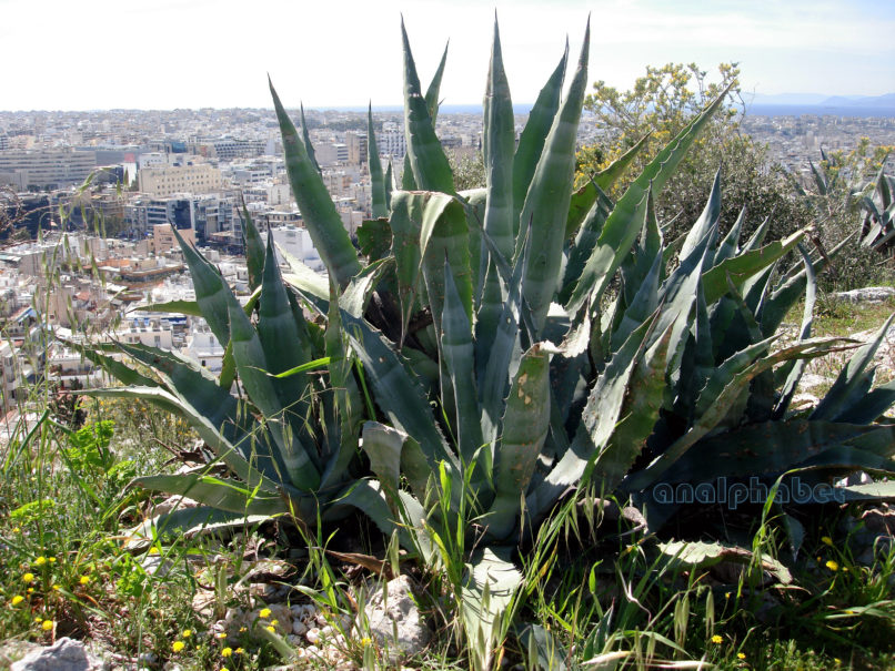 Agave americana (L.), ATTIKA-ATHENS-3