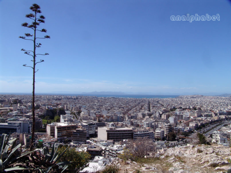 Agave americana (L.), ATTIKA-ATHENS-4