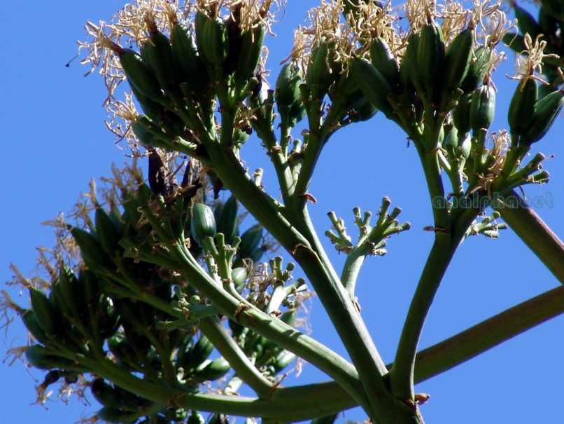 Agave americana (L.), ATTIKA-ATHENS-5