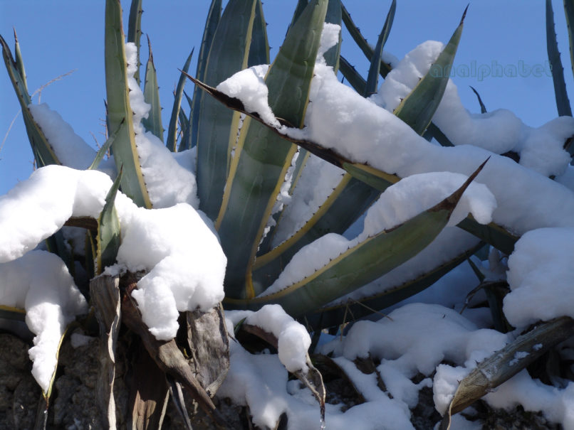 Agave americana var. marginata (Trel.), ATTIKA-ATHENS-1