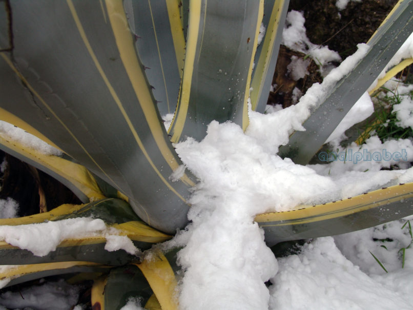 Agave americana var. marginata (Trel.), ATTIKA-ATHENS-2