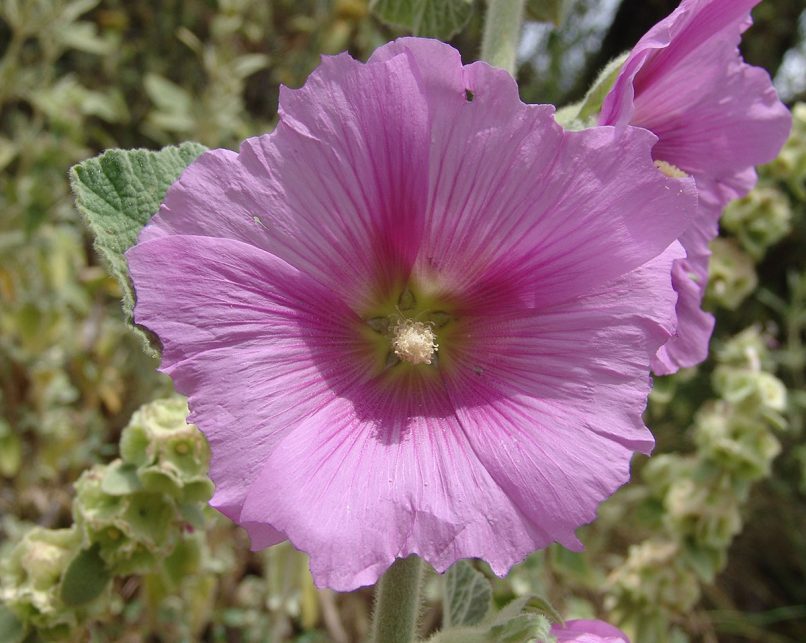 Alcea pallida (Willd.), TAYGETOS-1