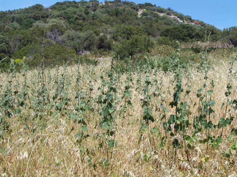 Alcea pallida (Willd.), ATTIKA-KYNOSOURA-1