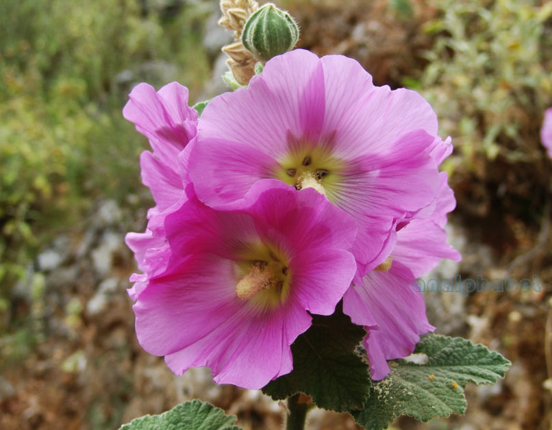 Alcea pallida (Willd.), TAYGETOS-2