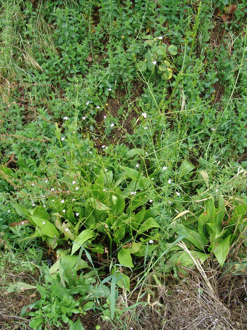 Alisma plantago-aquatica (L.), ZAKYNTHOS-SARAKINADO-4