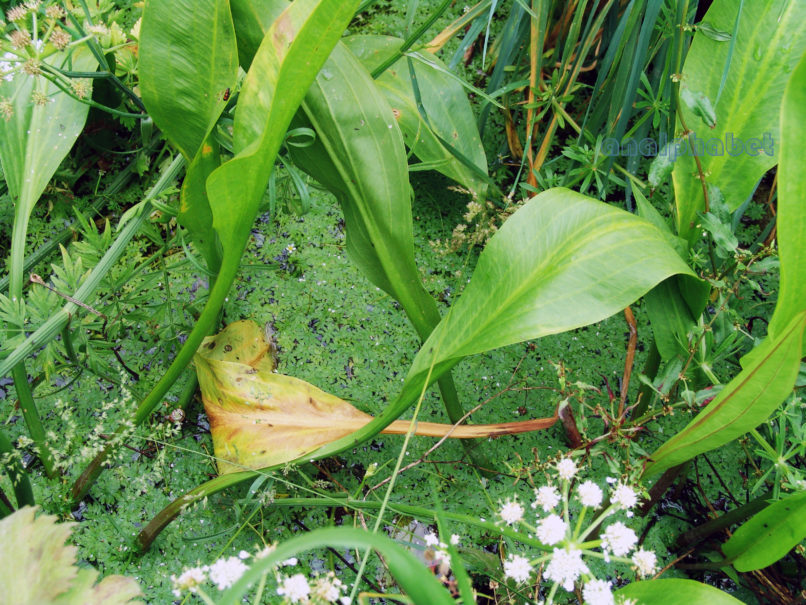 Alisma plantago-aquatica (L.), ZAKYNTHOS-SARAKINADO-1