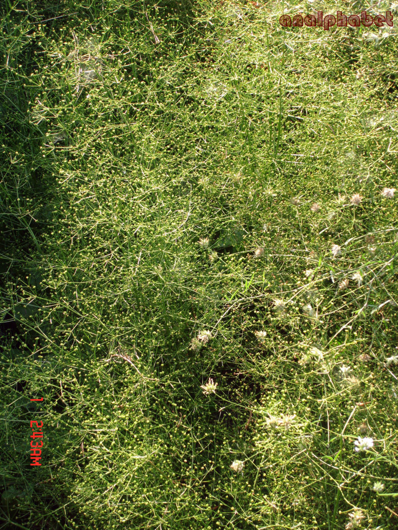 Alisma plantago-aquatica (L.), ZAKYNTHOS-SARAKINADO-2