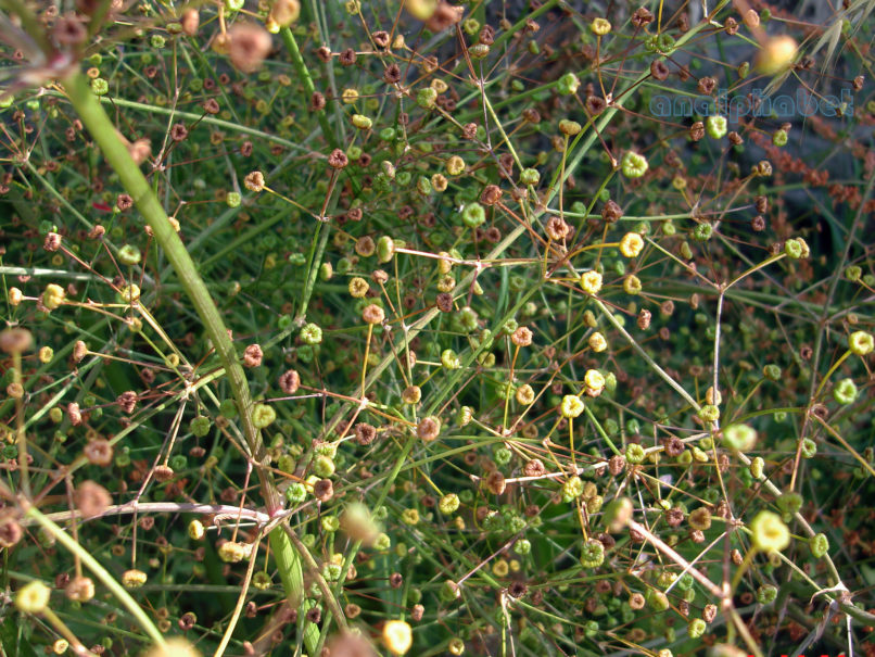 Alisma plantago-aquatica (L.), ZAKYNTHOS-SARAKINADO-3
