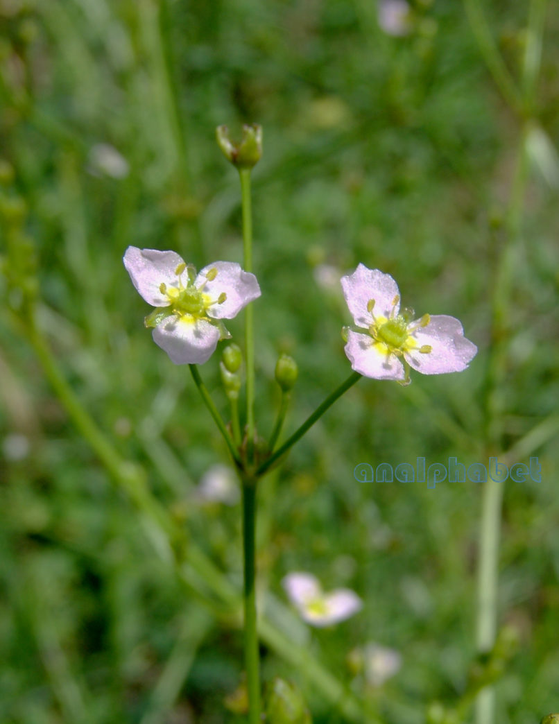 Alisma plantago-aquatica (L.), ZAKYNTHOS-SARAKINADO-5