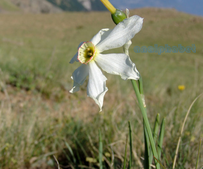 Narcissus poeticus (L.), SMOLIKAS-1