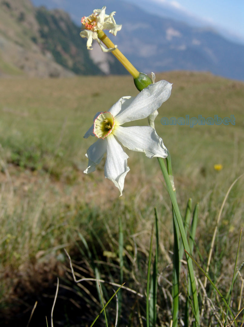 Narcissus poeticus (L.), SMOLIKAS-1