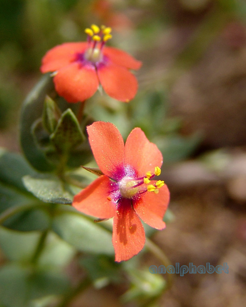 Anagallis arvensis (L.), ATTIKA-ATHENS-1