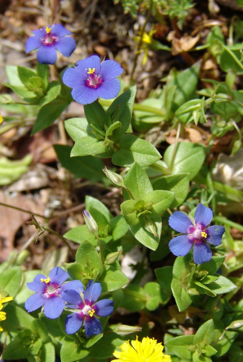 Anagallis arvensis (L.), PARNITHA-1