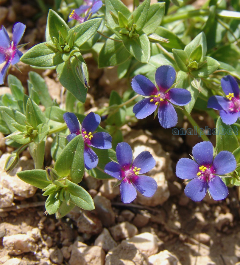 Anagallis arvensis (L.), PARNITHA-2