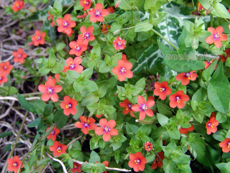 Anagallis arvensis (L.), ZAKYNTHOS-SARAKINADO-1