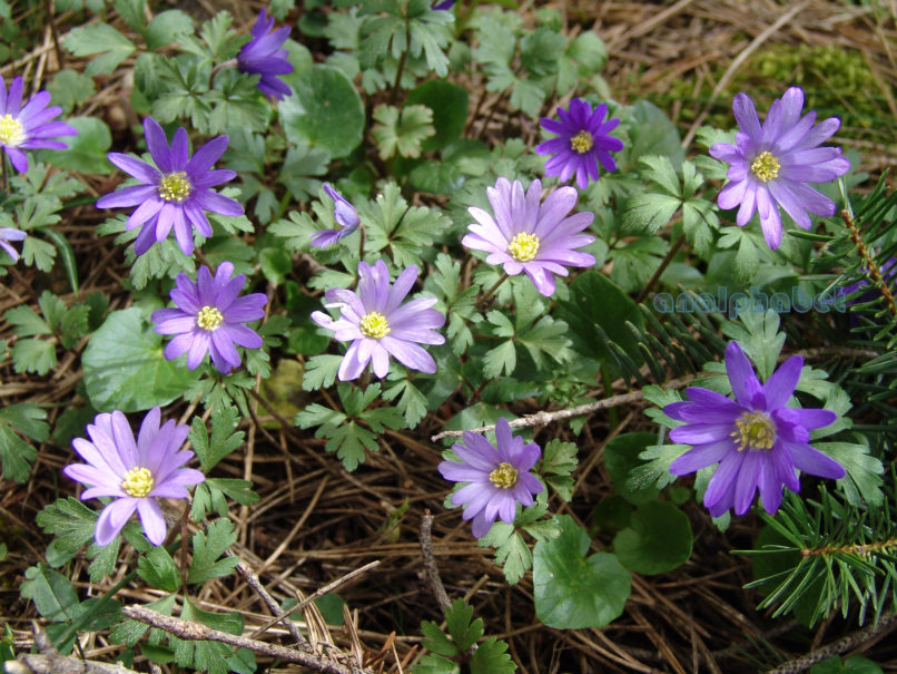 Anemone blanda (Schott & Kotschy), PARNITHA-1