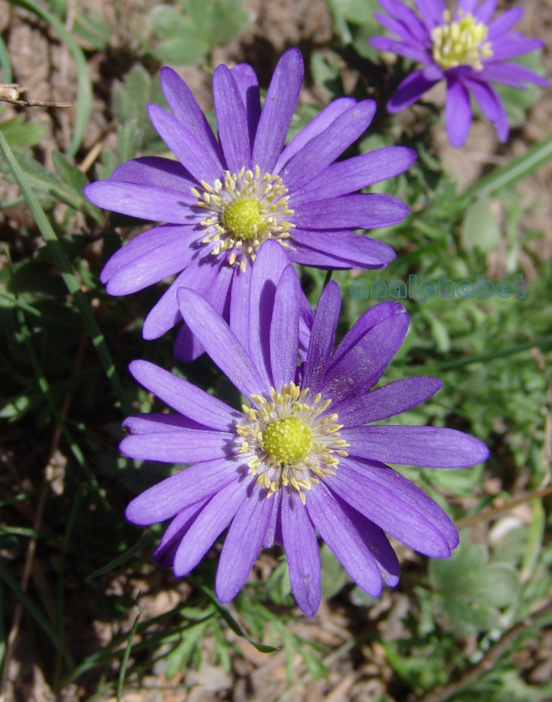 Anemone blanda (Schott & Kotschy), PARNITHA-2