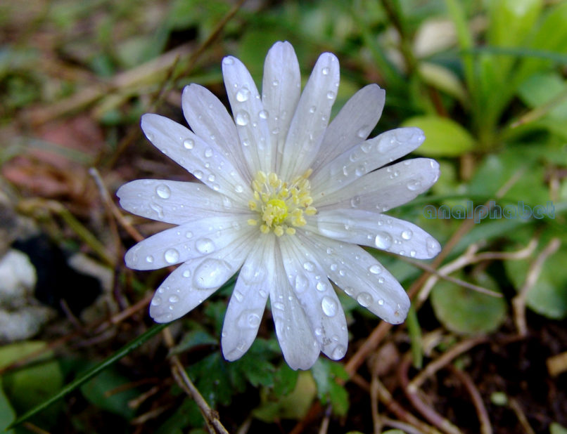 Anemone blanda (Schott & Kotschy), PARNITHA-3