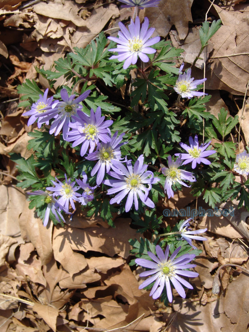 Anemone blanda (Schott & Kotschy), PARNITHA-4