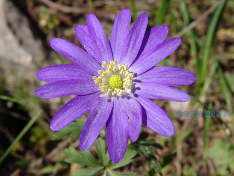 Anemone blanda (Schott & Kotschy), PARNITHA-5
