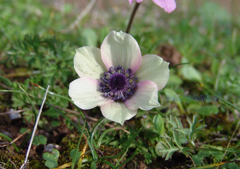 Anemone coronaria (L.) [alba], PARNITHA-1
