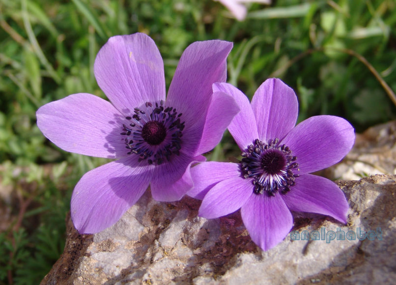 Anemone coronaria (L.) [cyanea], PARNITHA-1