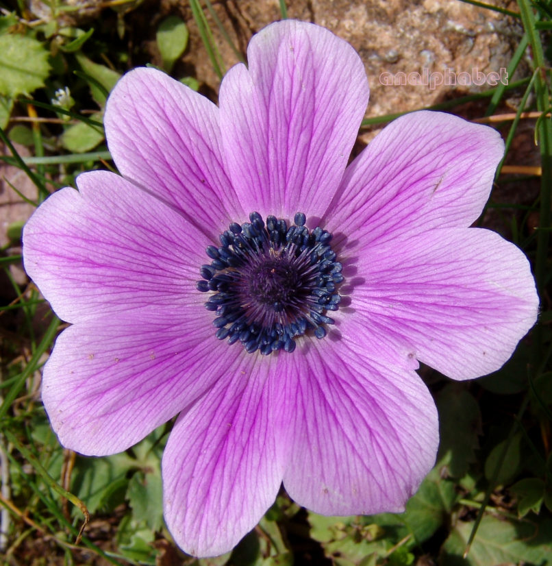 Anemone coronaria (L.) [cyanea], PARNITHA-2