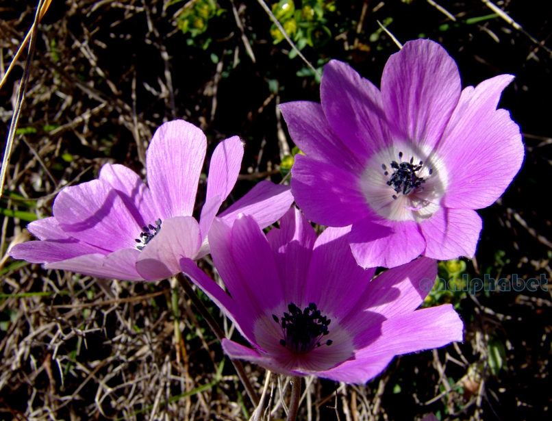 Anemone coronaria (L.) [cyanea], PARNITHA-3