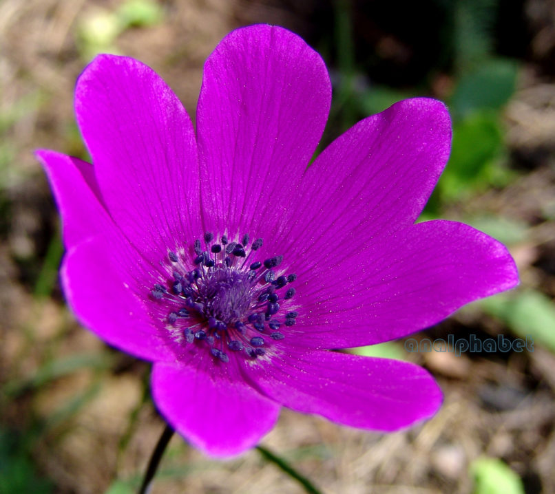 Anemone coronaria (L.) [cyanea], PARNITHA-4