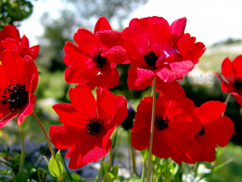 Anemone coronaria (L.) [phoenicea], ATTIKA-ATHENS-2