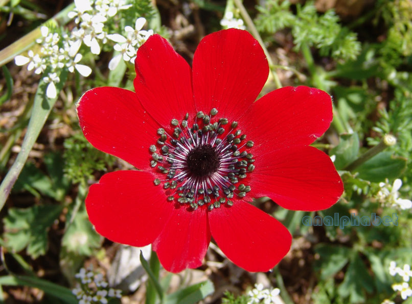 Anemone coronaria (L.) [phoenicea], KITHERONAS-1