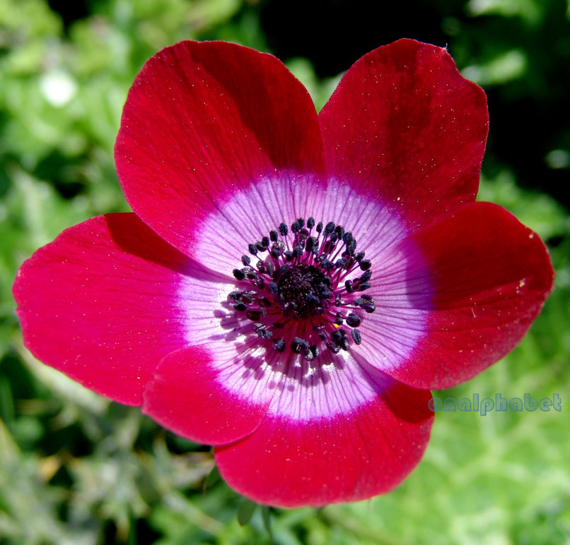 Anemone coronaria (L.) [phoenicea], PARNITHA-1