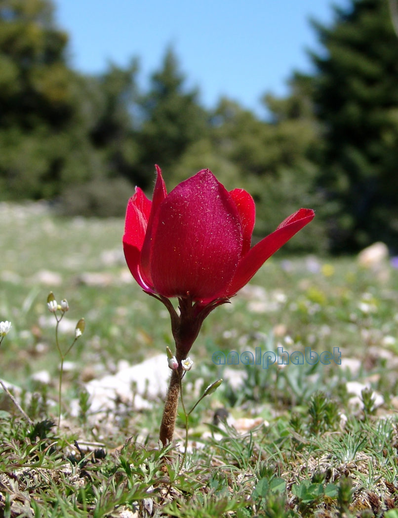 Anemone coronaria (L.) [phoenicea], PARNITHA-2