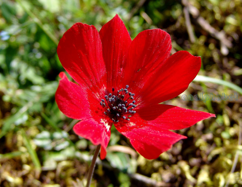 Anemone coronaria (L.) [phoenicea], PARNITHA-3