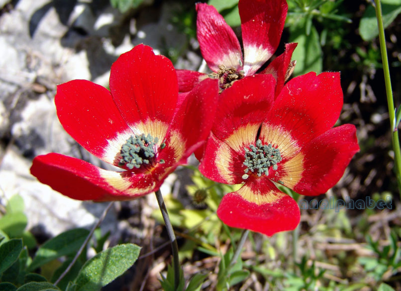 Anemone coronaria (L.) [phoenicea], PARNITHA-4