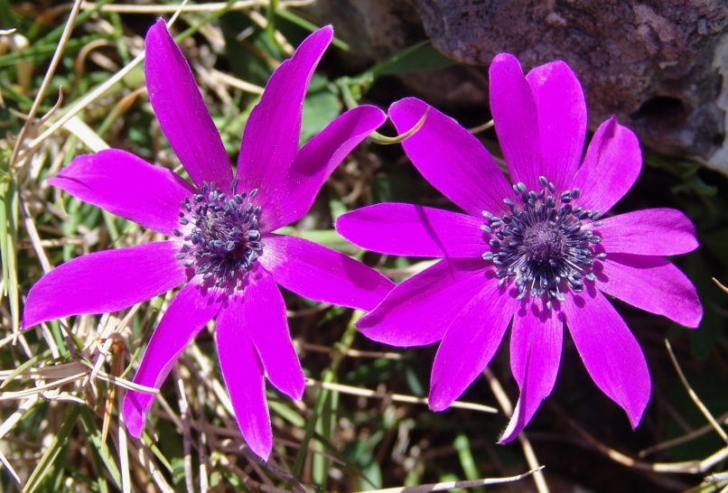Anemone pavonina (Lam.), PARNITHA-1