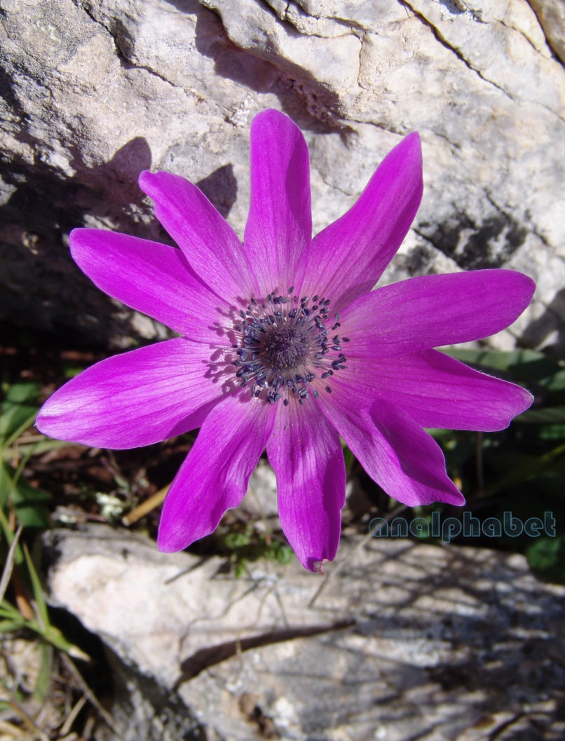 Anemone pavonina (Lam.), PARNITHA-2