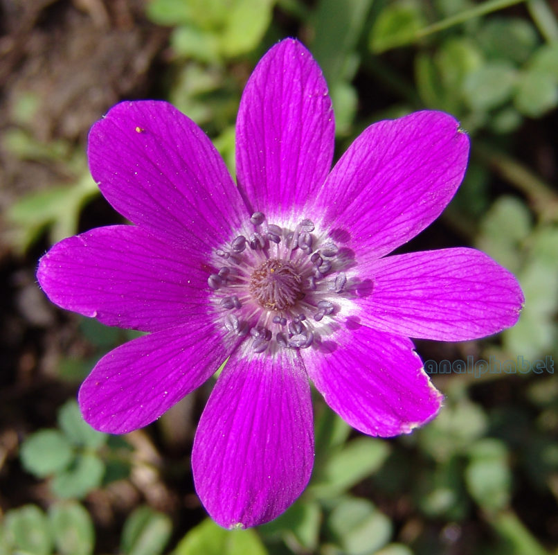 Anemone pavonina (Lam.), PARNITHA-3