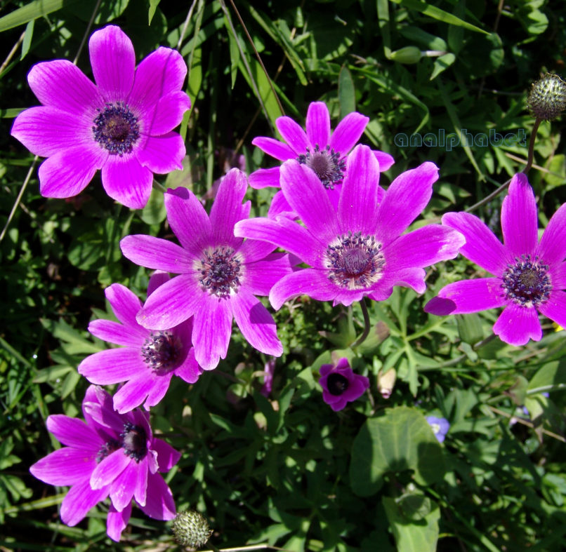 Anemone pavonina (Lam.), PARNITHA-4