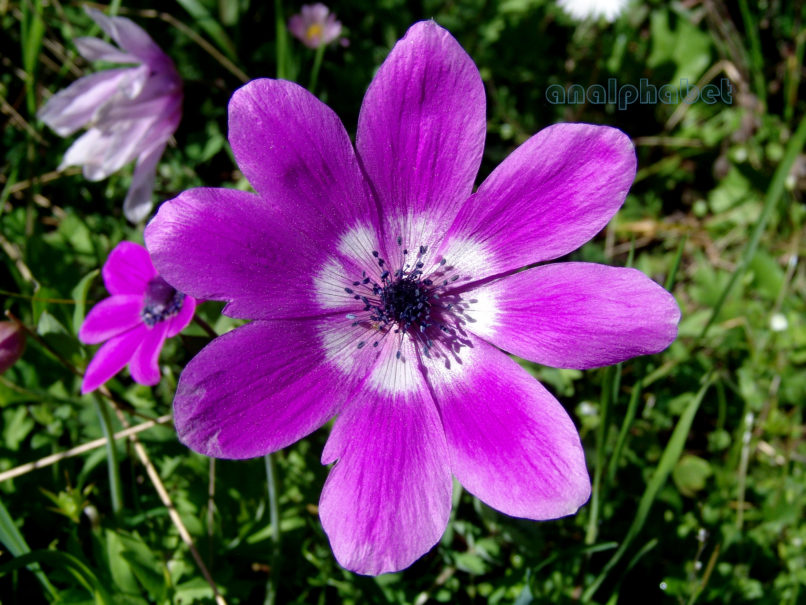 Anemone pavonina (Lam.), PARNITHA-5