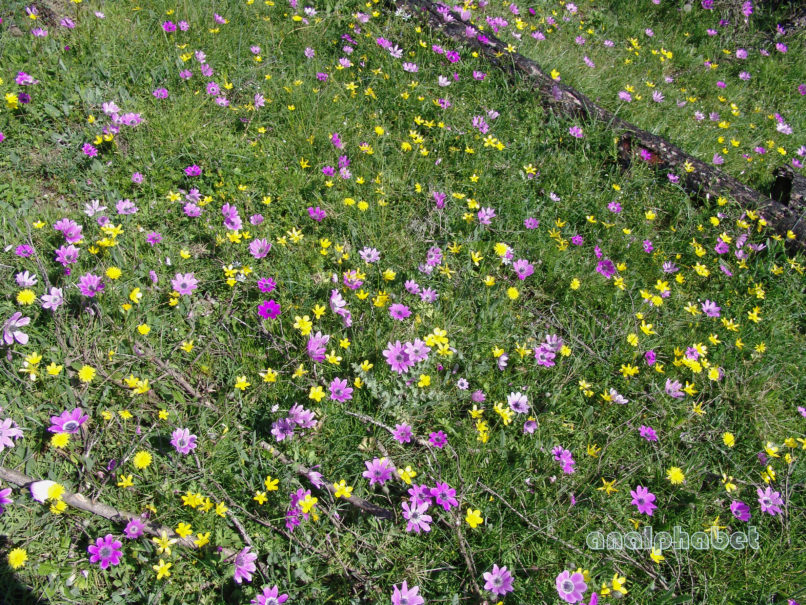 Anemone pavonina (Lam.), PARNITHA-6