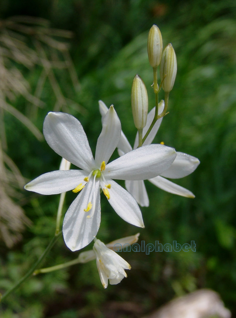 Anthericum liliago (L.), OLYMPOS-1