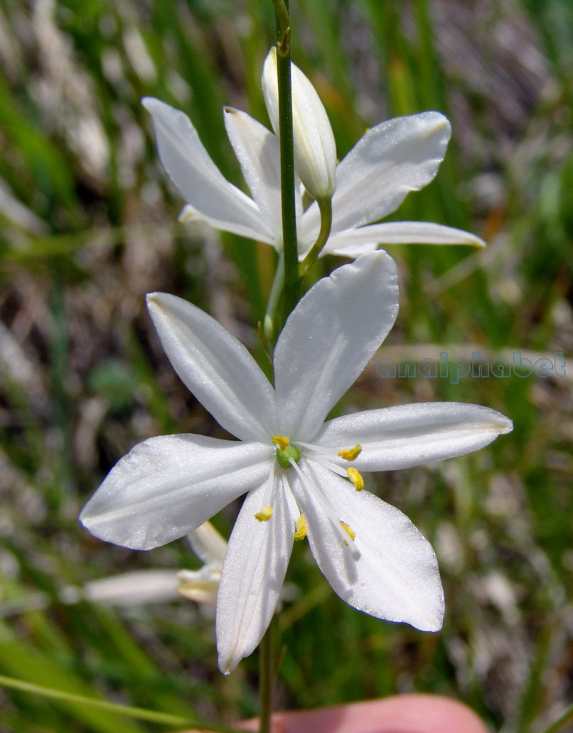 Anthericum liliago (L.), OLYMPOS-2