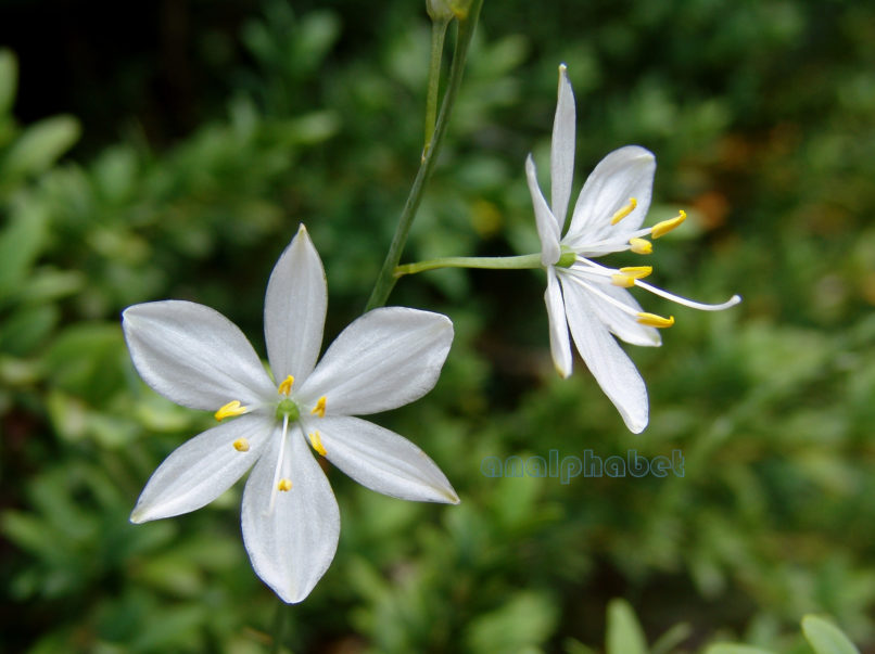 Anthericum liliago (L.), OLYMPOS-3