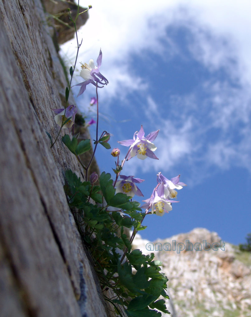 Aquileria ottonis ssp. amaliae (Heldr. ex Boiss.), OLYMPOS-1