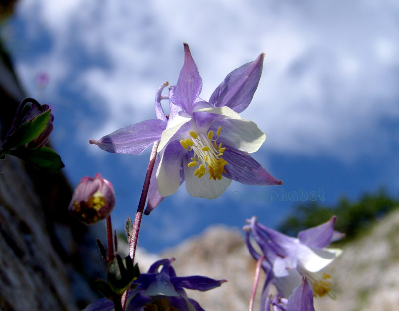 Aquileria ottonis ssp. amaliae (Heldr. ex Boiss.), OLYMPOS-2