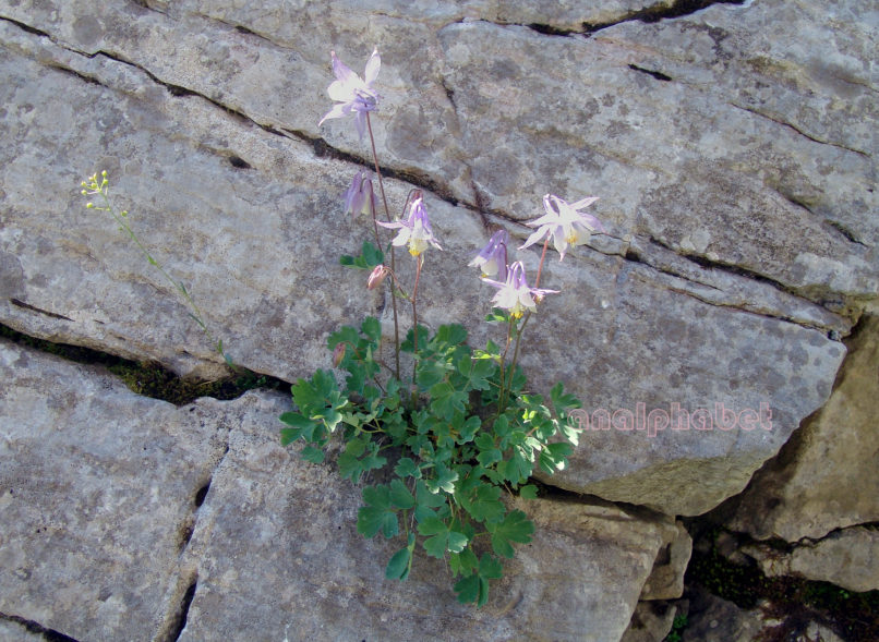 Aquileria ottonis ssp. amaliae (Heldr. ex Boiss.), OLYMPOS-3